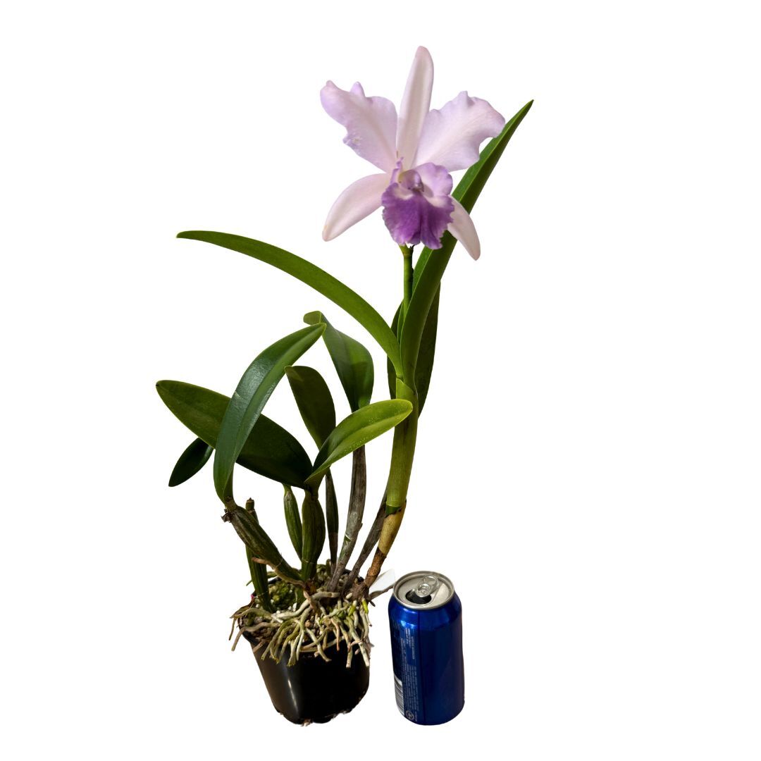 Brassolaeliocattleya Mismo X C. purpurata v. carnea