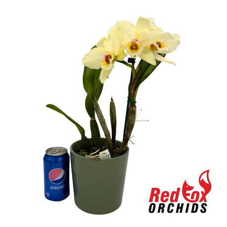 Brassolaeliocattleya (Momilani Rainbow X (Mildred Rives X Burdekin Bells)) 'VG Light Pink' X Blc. Memoria Anna Balmores 'Convex'