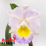 Rhyncholaeliocattleya Hawaiian Jubilee