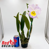 Rhyncholaeliocattleya Hawaiian Jubilee