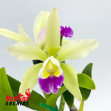 Brassolaeliocattleya Topaz Sublime 'Tall Icy' X C. luteola