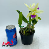 Brassolaeliocattleya Topaz Sublime 'Tall Icy' X C. luteola
