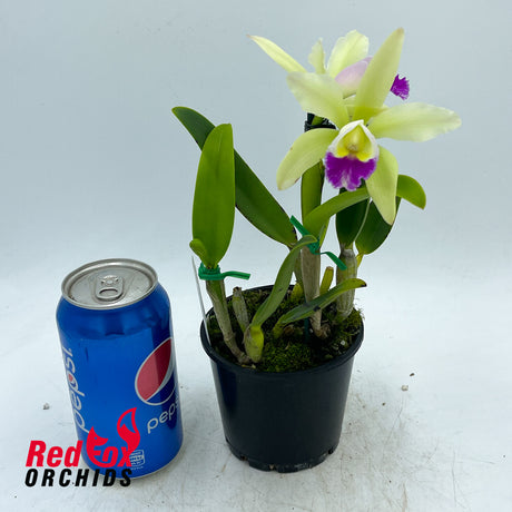 Brassolaeliocattleya Topaz Sublime 'Tall Icy' X C. luteola