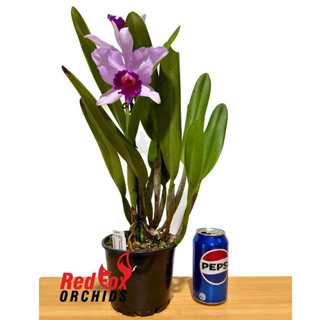 Brassolaeliocattleya Deception Magic x Cattleya purpurata var. carnea