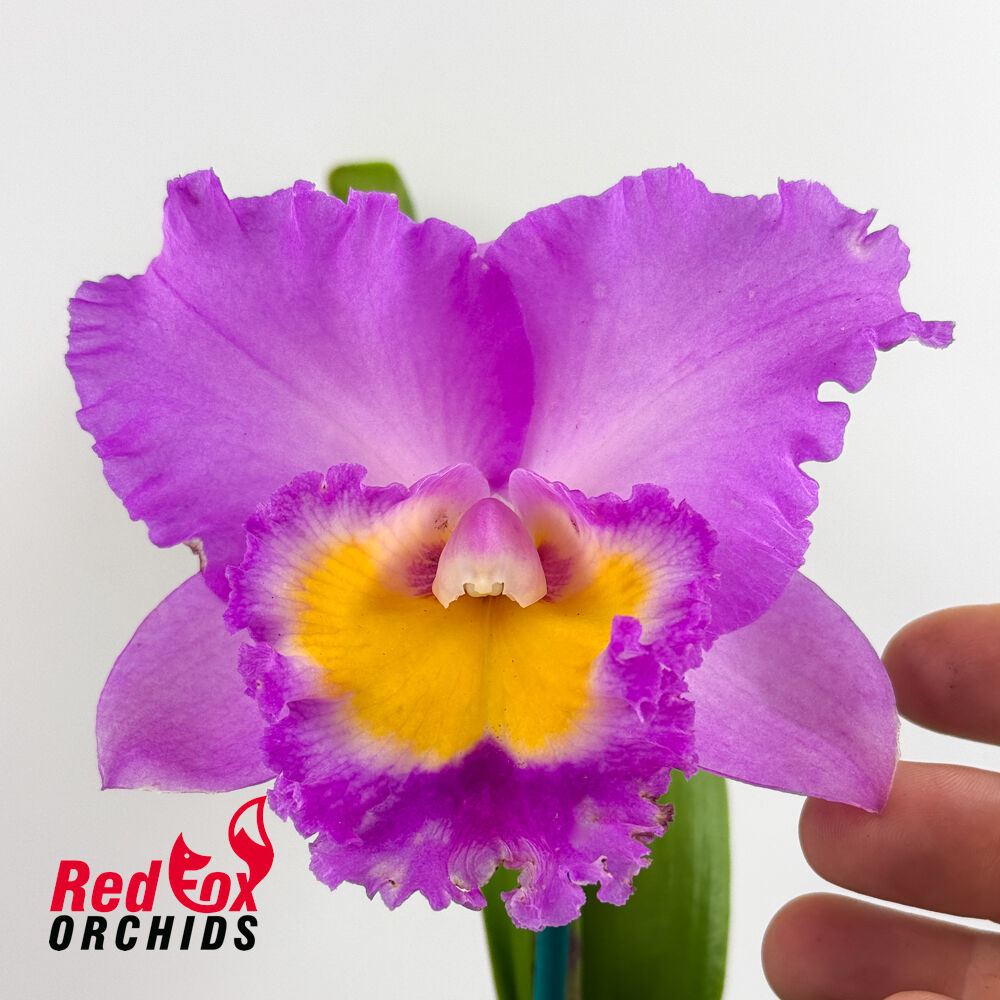 Brassolaeliocattleya Cornerstone 'Radiant' X Blc. Deception Royal Song 'Big Dark Splash'