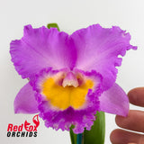 Brassolaeliocattleya Cornerstone 'Radiant' X Blc. Deception Royal Song 'Big Dark Splash'