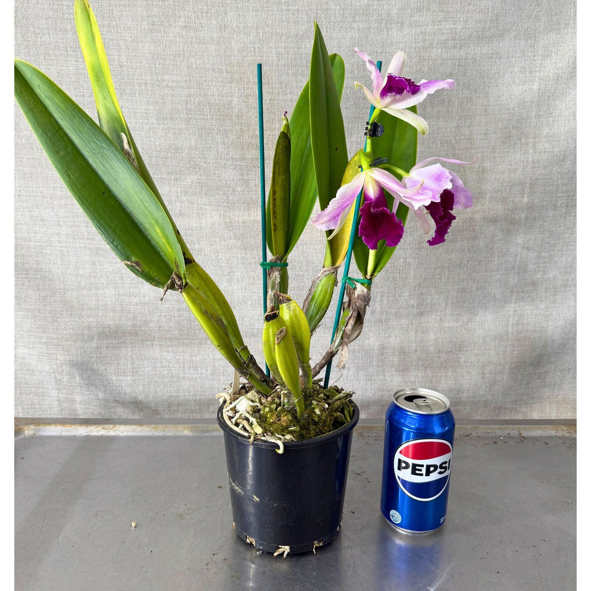 Laeliocattleya Lord Dessler