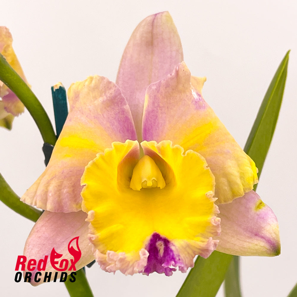 Rhyncattleanthe (Mari's Song x Topaz Gazelle) x Rhyncholaeliocattleya Sebastian Scalia 'Ruby'