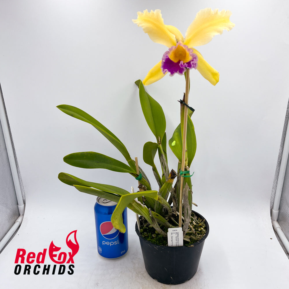 Brassolaeliocattleya Taiwan Queen X Blc. George King 'Southern Cross'