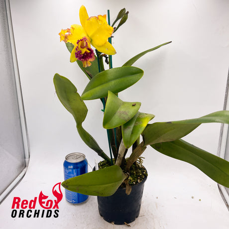 Brassolaeliocattleya (Toshie's Magic X Aussie Sunset) X Blc. Aussie Sunray T'nt 'Flowerful'