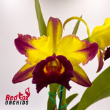 Rhyncholaeliocattleya Hans Kunning