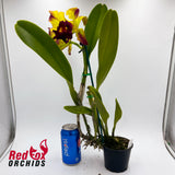 Rhyncholaeliocattleya Hans Kunning