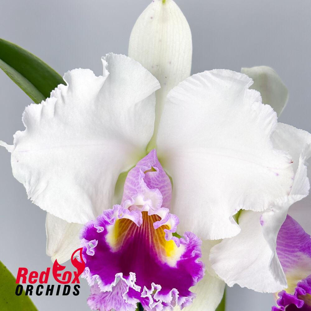 Brassolaeliocattleya Dream Trader 'Semi-Alba' X Blc. Burdekin Snowdrift 'Angela'