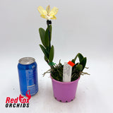 Potinara (Yellow Bird x Ollies' Folly) x Cattleya intermedia f. aquinii-vinicolor
