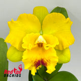 Potinara Burana Beauty 'Burana' X Blc. Golden Canefields 'Aranbeem'