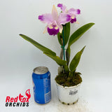 Brassolaeliocattleya Topaz Dancer 'Coral' X C. intermedia f. aquinii-vinicolor
