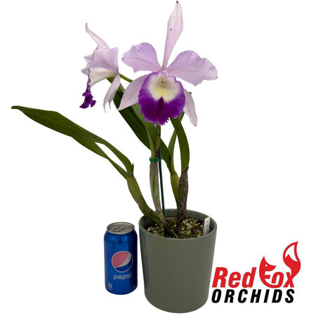 Brassolaeliocattleya Marg Putman (4n) X Blc. Pornpimol (Big S-A)