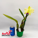 Potinara Deception Bingo X Blc. George King 'Southern Cross'