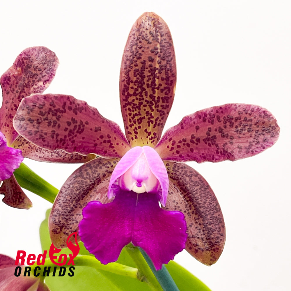 Brassocattleya Glenlee Fantasy X Blc. (California Girl X Magic Melody)