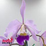 Cattleya Horace X Blc. Chunyeah 'Tzeng-Wen'