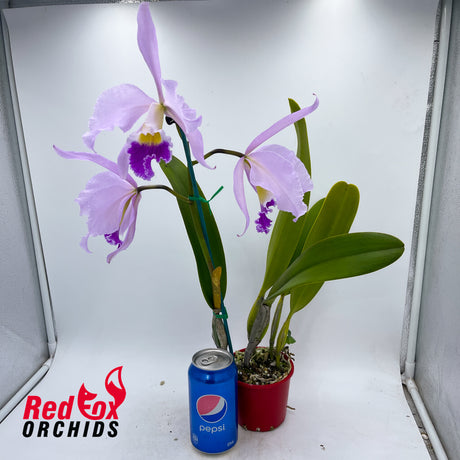 Cattleya Horace X Blc. Chunyeah 'Tzeng-Wen'