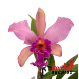 Brassolaeliocattleya (labiata X Momilani Rainbow) X Blc. George King 'Southern Cross'