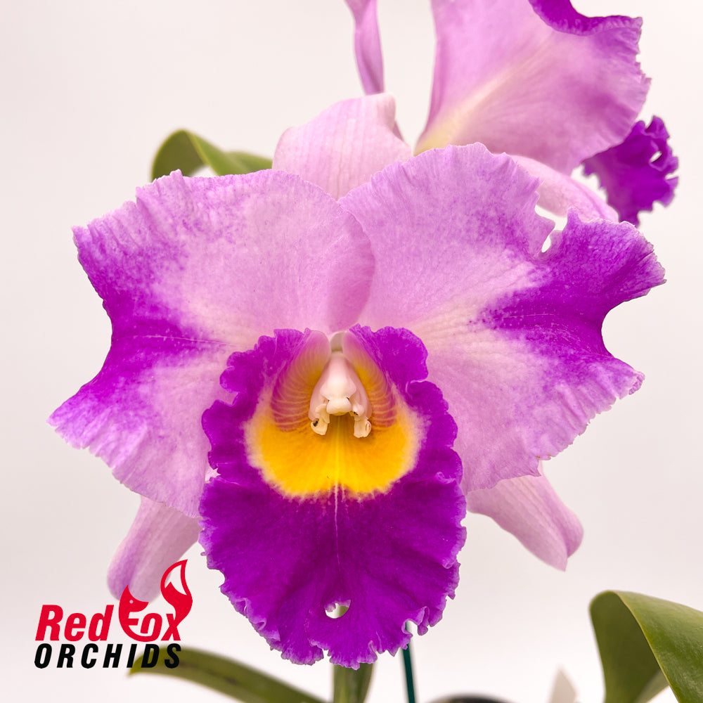 Laeliocattleya Orchid Affair X Blc. Destiny [Lian Her Glory] 'Orange Glory'