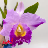 Brassolaeliocattleya (Momilani Rainbow X Topaz Dancer) 'Super Salmon Pink Splash Pot' X Blc. Good News 'Burdekin'