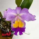 Brassolaeliocattleya Topaz Georgie Girl X Blc. Mismo 'Nice Sunset'