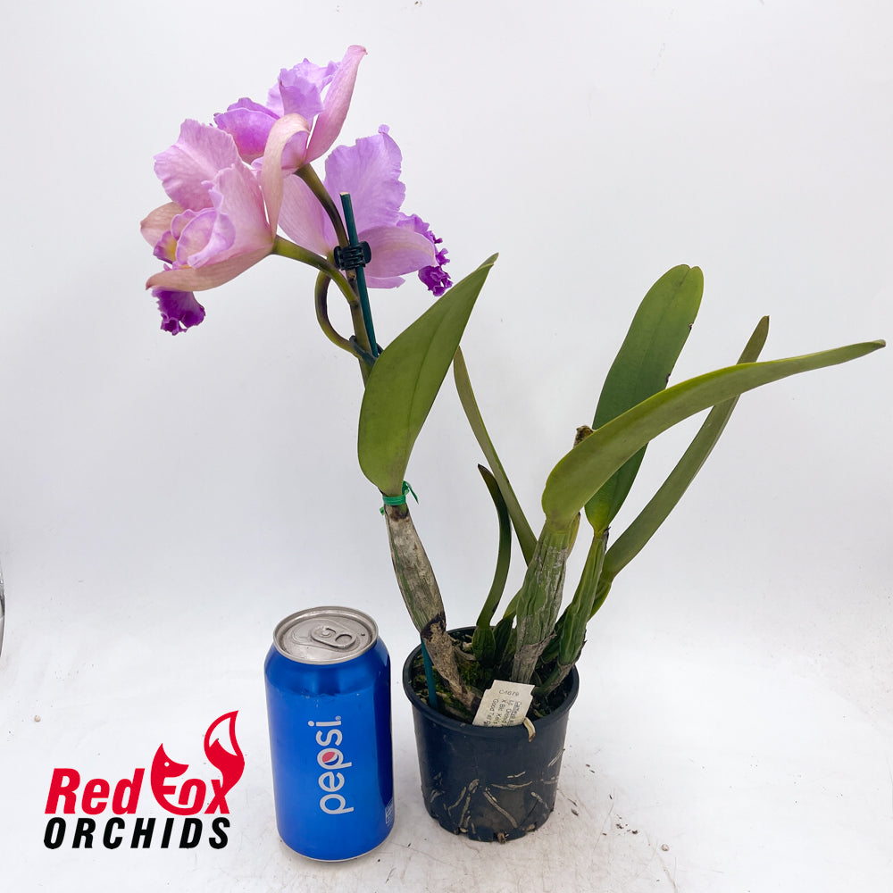 Laeliocattleya Orchid Affair X Blc. Kei's Love Sound