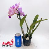 Laeliocattleya Orchid Affair X Blc. Kei's Love Sound