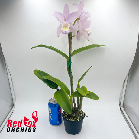 Cattleya loddigesii coerulea 'S.C. Bluest' X C. Betsy's Azure Sea (4n)