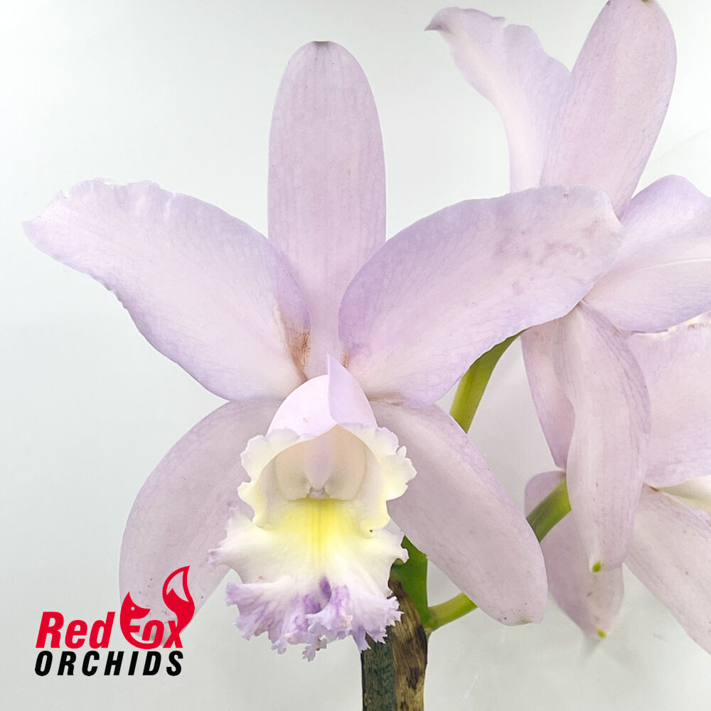 Cattleya loddigesii coerulea 'S.C. Bluest' X C. Betsy's Azure Sea (4n)
