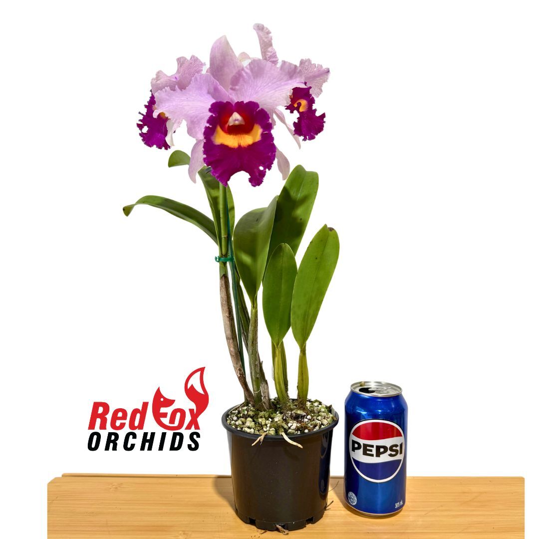 Potinara Elegant Dancer 'Rouge' X Blc. Chunyeah 'Tzeng-Wen'