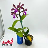 Cattleya tigrina 'Topaz #2' X C. (Lulu X C. schilleriana (1857))