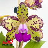 Cattleya guttata var. albina 'H&R' x Brassolaeliocattleya Topaz Sublime 'Tall Icy'