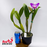 Brassocattleya Island Charm 'Carmela' X Bc. Little Marmaid 'Janet'