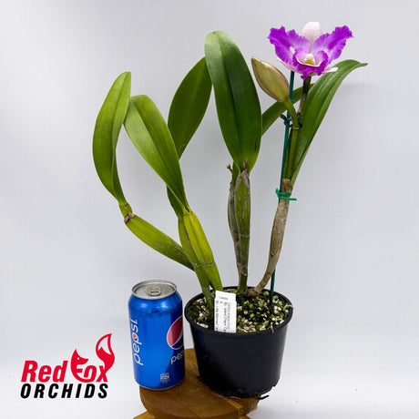 Brassocattleya Island Charm 'Carmela' X Bc. Little Marmaid 'Janet'