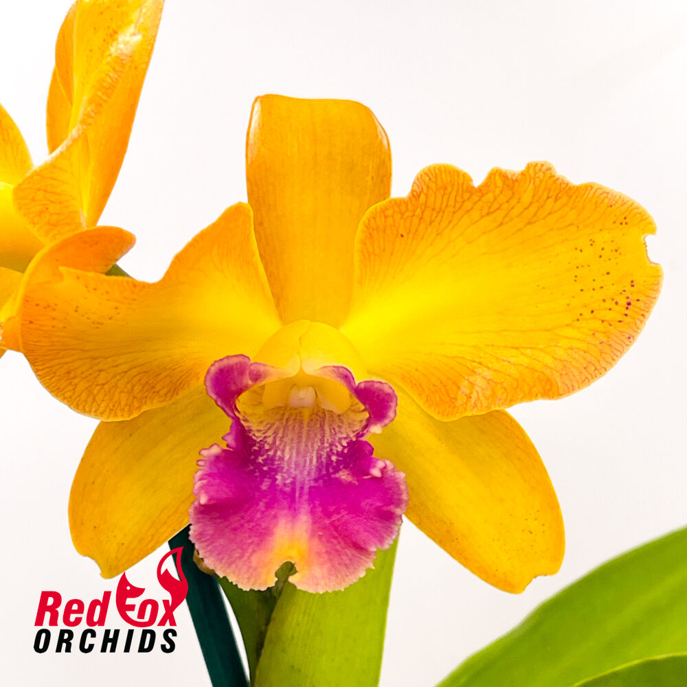Cattlianthe Susan Holcombe X Ctt. Topaz Saucy