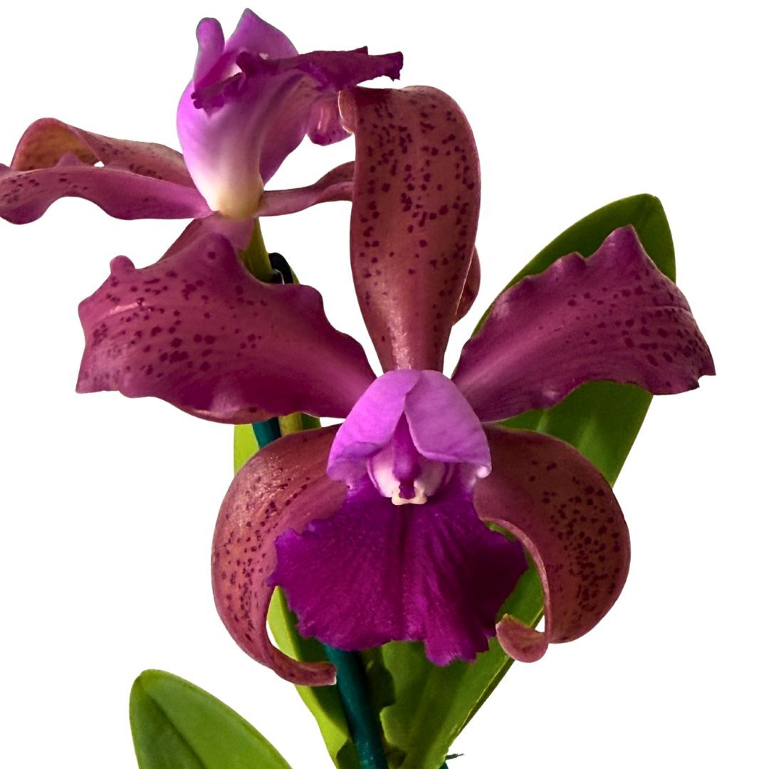 Cattleya (tigrina X Topaz Lullaby) X C. tigrina 'Burleigh No. 1'