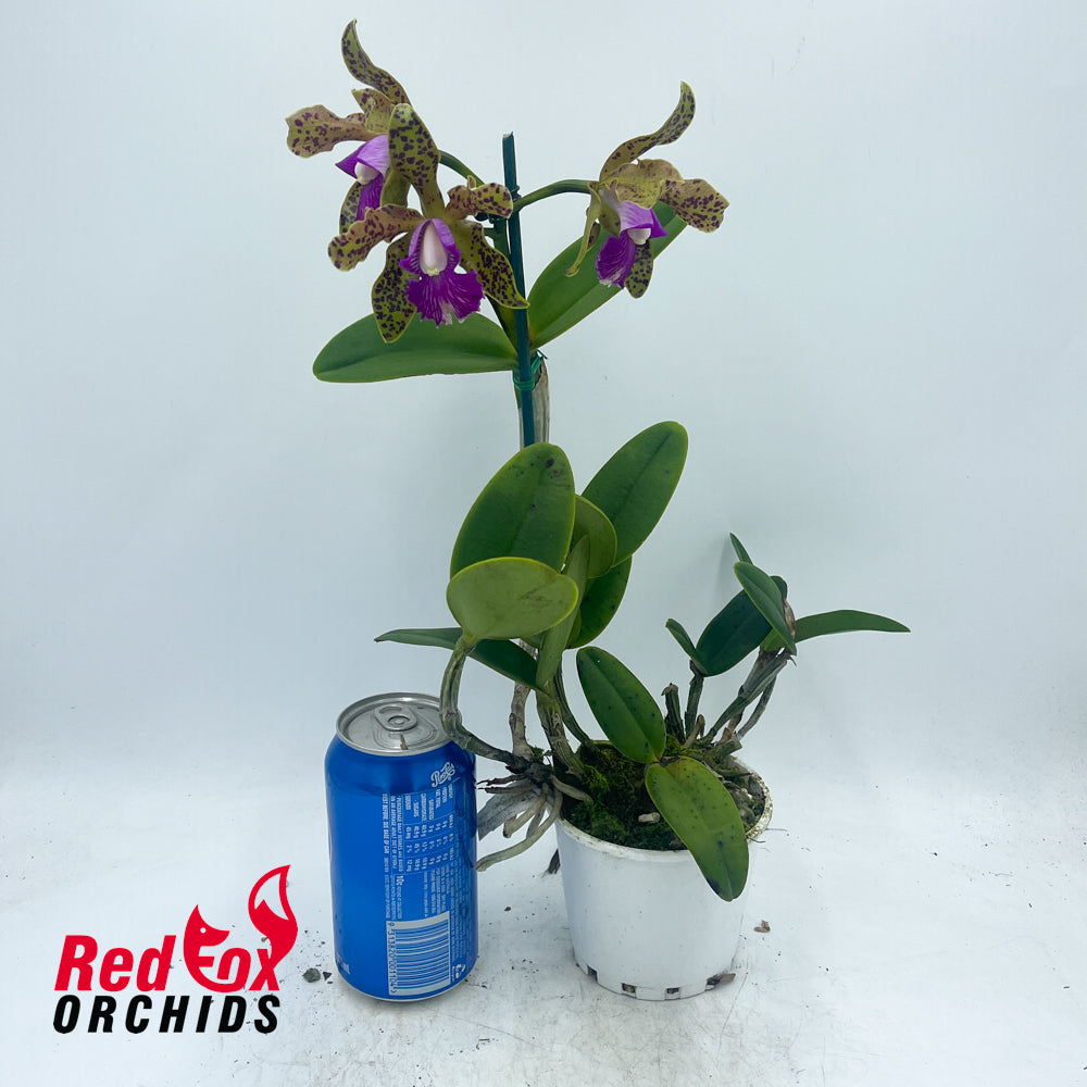 Cattleya (tigrina X Topaz Lullaby) X C. (Lulu X schilleriana)