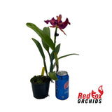 C4698 Rhyncholaeliocattleya Mari's Joyance'  X Rth. (Susan Holcombe 'Yellow & Red' X Topaz Gazelle
