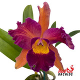 C4698 Rhyncholaeliocattleya Mari's Joyance'  X Rth. (Susan Holcombe 'Yellow & Red' X Topaz Gazelle