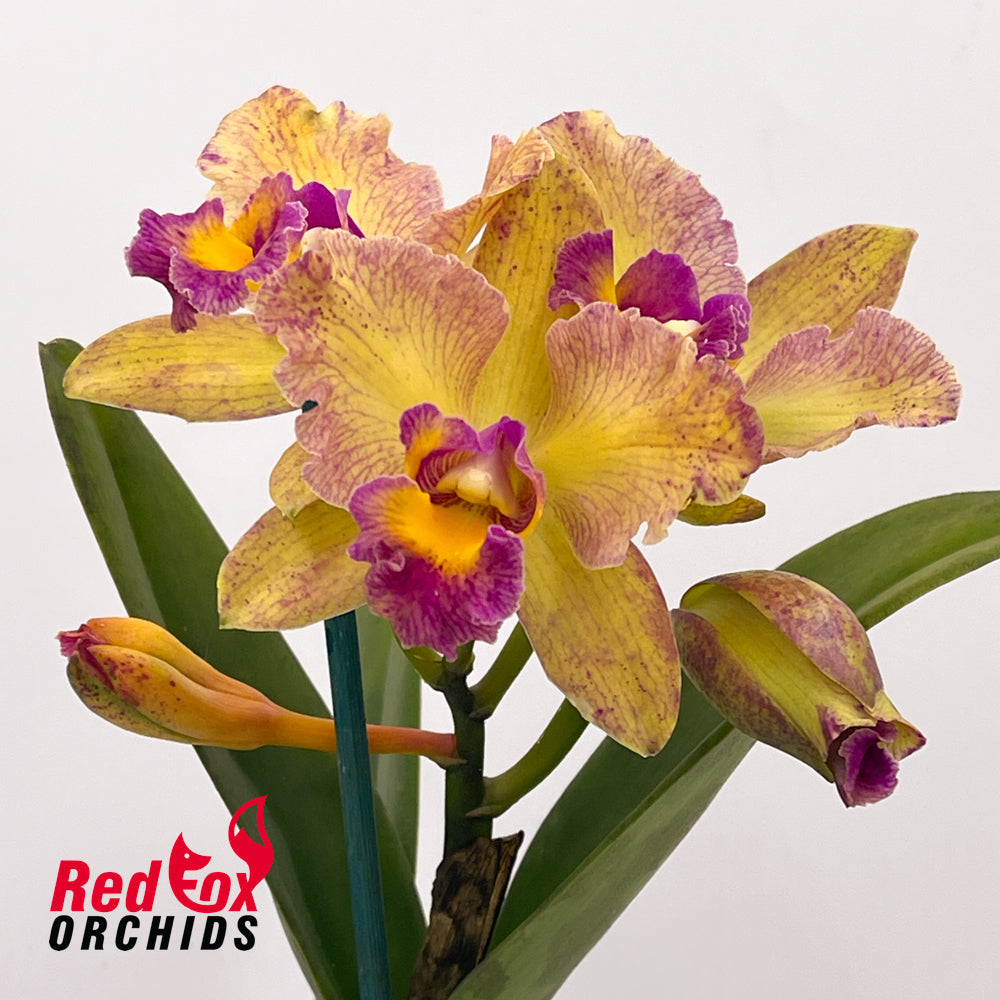 Cattlianthe Topaz Saucy X Rlc. Princely