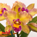 Cattlianthe Topaz Saucy X Rlc. Princely