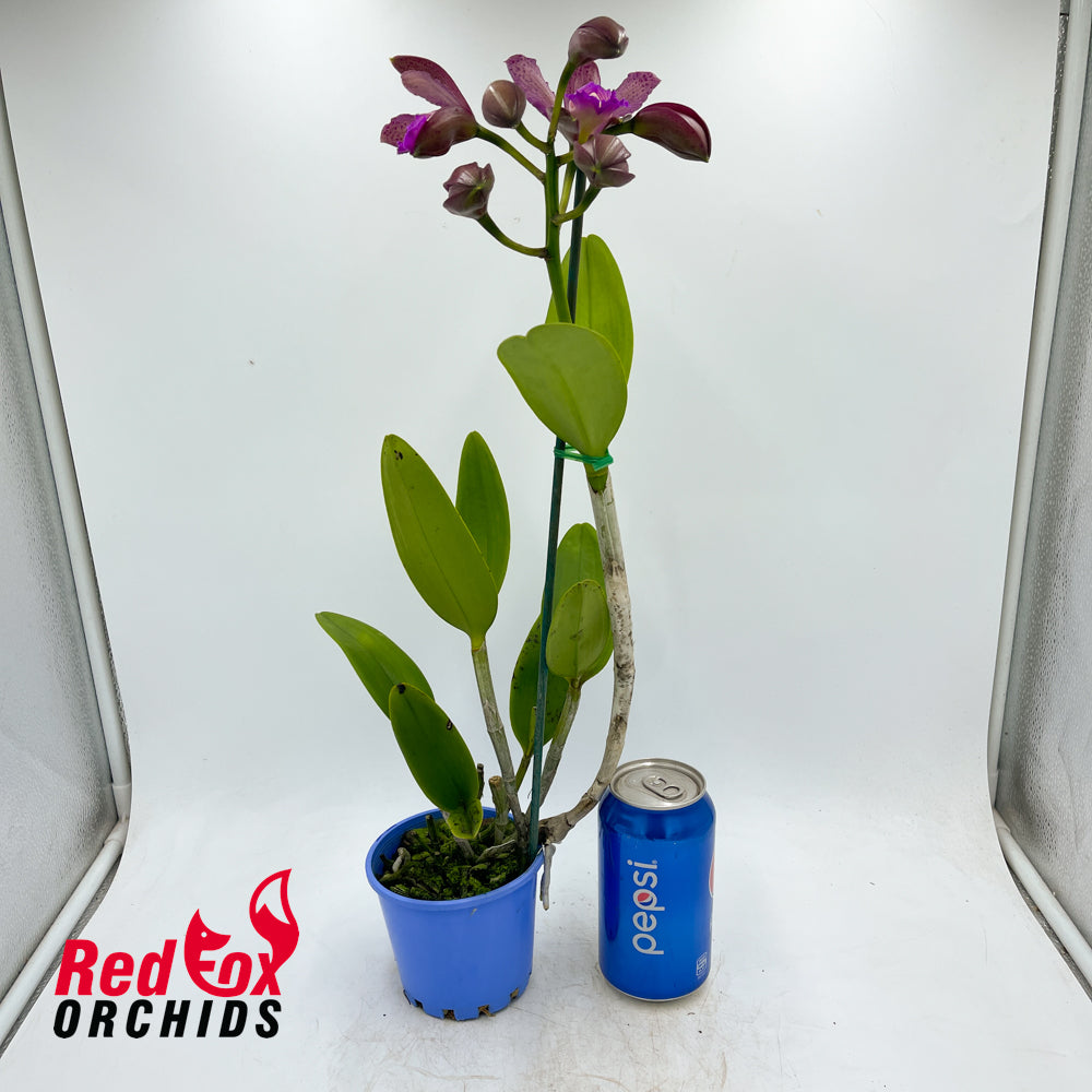 Cattleya Lulu X harrisoniana) X C. tigrina 'Topaz 2 Dark'