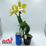 Sophrolaeliocattleya Elisabeth Calov x Brassolaeliocattleya Topaz Sublime 'Tall Icy'
