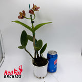 Potinara Roy's Magic X C. guttata v. albina 'Centro de Esmeralda'