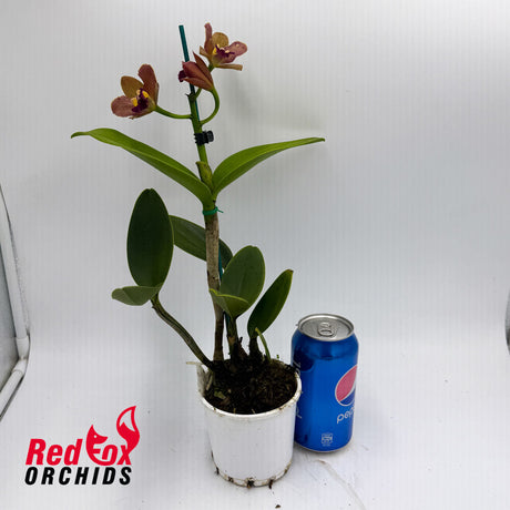 Potinara Roy's Magic X C. guttata v. albina 'Centro de Esmeralda'