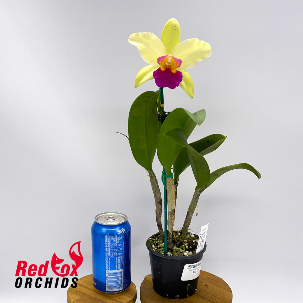 Cattlianthe Susan Holcombe X Rlc. Princely